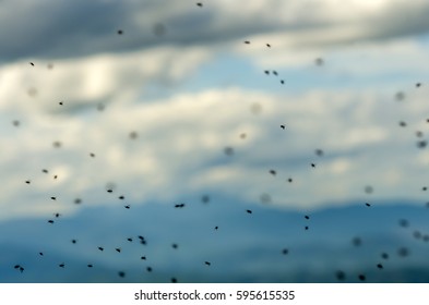Flies Buzzing