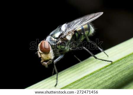 Flies cause diseases
