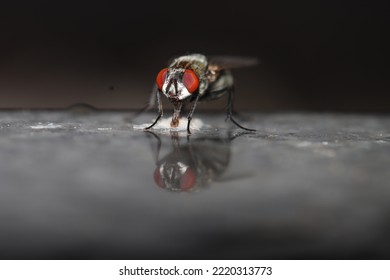 Flies in a close-up macro shot indoors - Powered by Shutterstock