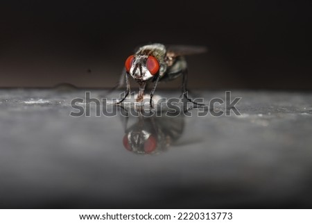 Flies in a close-up macro shot indoors