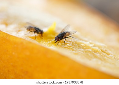 Flies to eat mango fruit. - Shutterstock ID 1937938378