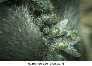 Flies eating a decayed dog corpse out in a forest. Macro photo.