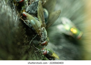 Flies eating a decayed dog corpse out in a forest.