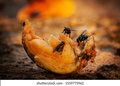 Flies Are Eating Fruit On The Ground