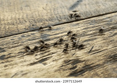 moscas, grupos de moscas sobre una mesa de madera