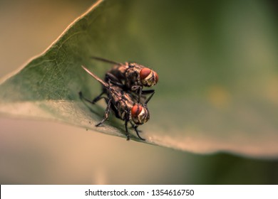 Flies have sex intercourse.