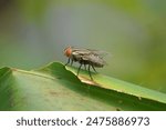 flies are insects belonging to the order Diptera, characterized by having a single pair of wings