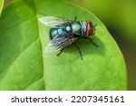 Flies are insects of the order Diptera, the name being derived from the Greek