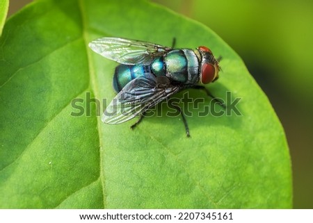 Flies are insects of the order Diptera, the name being derived from the Greek