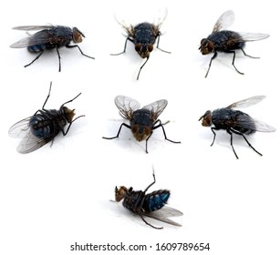 Flies Isolated On White Background Stock Photo 1609789654 | Shutterstock