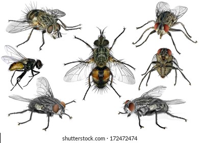 Flies Isolated On White Background Stock Photo (Edit Now) 161978336