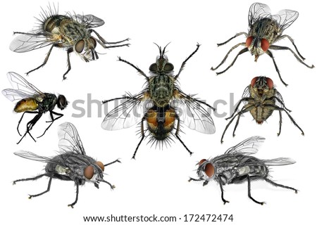 Flies isolated on the white background