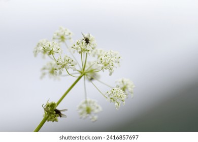 Flies on Anthriscus sylvestris, known as cow parsley, wild chervil, wild beaked parsley, Queen Anne's lace or keck, in a flowery meadow, flower-studded meadow in Northern Norway. Isects and flowers