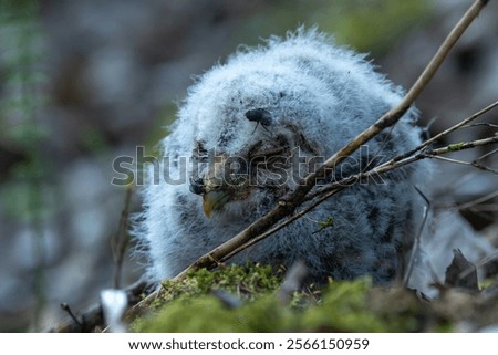 Similar – Image, Stock Photo May flies by Forest trees