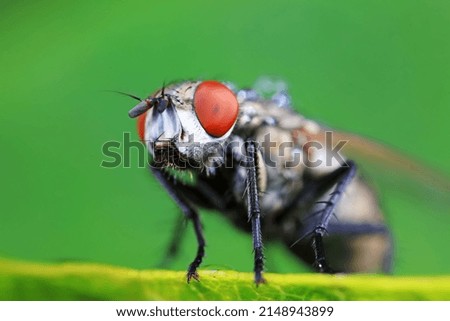 Dragonfly sunbathing