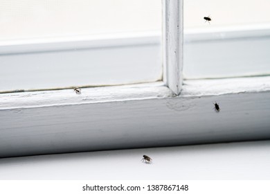 Common Pests Images Stock Photos Vectors Shutterstock