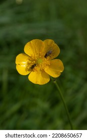 Flies On Yellow Buttercup Flower