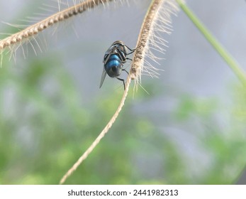 Flies perch on dry weeds