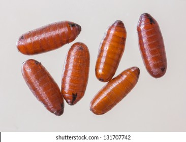Fly pupae Images, Stock Photos & Vectors | Shutterstock