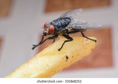 Flies Swarm Around The Food.