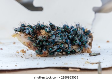 Flies Swarm Over A Piece Of Food. 