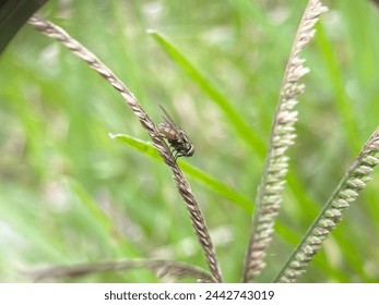 Flies that are perched on weeds