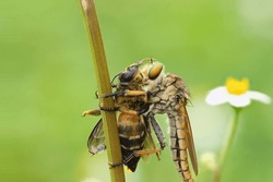 The Asilidae are The robber Fly family, Also Called assassin Flies. They Are Powerfully Built, Bristly flies with A Short, Stout proboscis Enclosing The Sharp, Sucking hypopharynx. 
