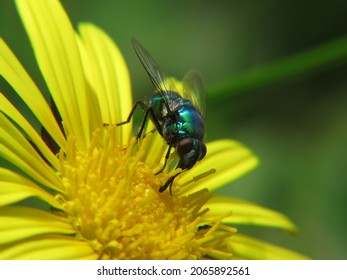 Flies Visiting And Pollinating The Flowers Of A South African Daisy.