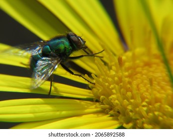 Flies Visiting And Pollinating The Flowers Of A South African Daisy.