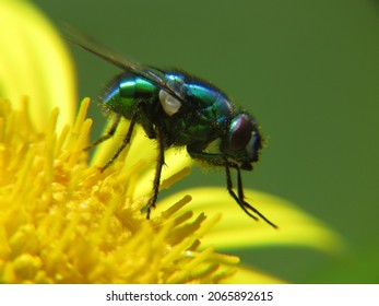 Flies Visiting And Pollinating The Flowers Of A South African Daisy.