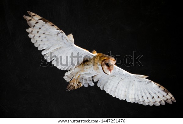 Flight American Barn Owl Tyto Furcata Stock Photo Edit Now