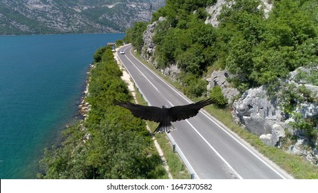 Flight of a bald eagle in Montenegro.