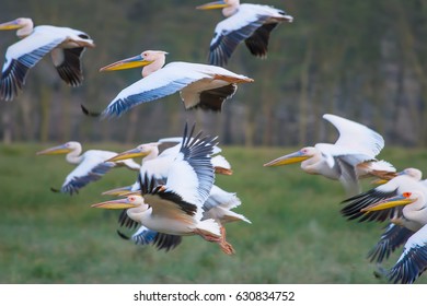 Flight of birds. A flock of white pelicans. African pelicans. Flight of a flock of birds. Pelicans in flight.