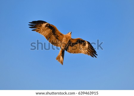 Similar – Awesome bird of prey in flight