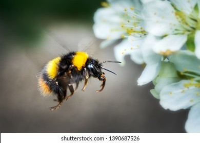 In Flight Flying Bumblebee In Spring On Fruit Tree Blossom