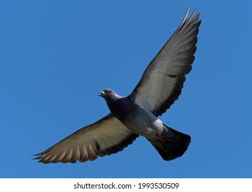 The Flight And Gentle Power Of A Pigeon In Flight.