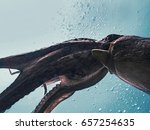 Flight of giant octopus