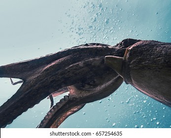 Flight Of Giant Octopus