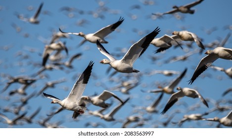 Flight Of A Group Of Canadian Snow Geese On The Chateauguay River