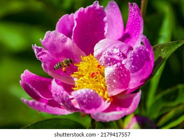 Flight of honey bee over beautiful blooming peony flower. Working bee with flower pollen over the stamens of delicate peony with dew drops on the petals. 