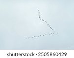 Flight, migration of a flock of birds against the background of a gray, blue sky. Geese, ducks or cranes fly away to warmer climes. Autumn, cold gray weather. Organization in nature. V-formation