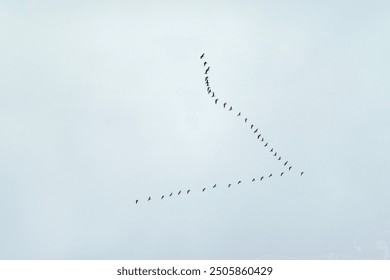 Flight, migration of a flock of birds against the background of a gray, blue sky. Geese, ducks or cranes fly away to warmer climes. Autumn, cold gray weather. Organization in nature. V-formation - Powered by Shutterstock