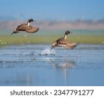 THE FLIGHT OF NORTHERN PINTAIL COUPLE AT MANGALAJODI WETLAND, ODISA, INDIA.