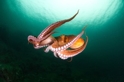 Flight Of Octopus In The Deep Ocean