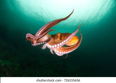 flight of octopus in the deep ocean