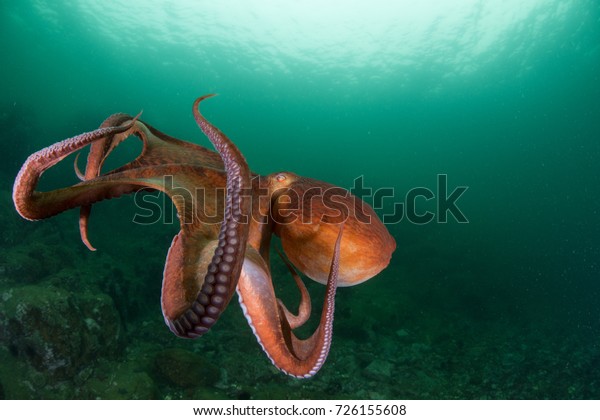 flight of octopus in the\
deep ocean
