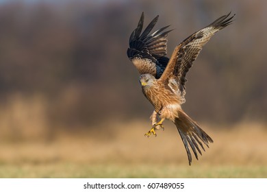 flight over the meadow / Red Kite - Shutterstock ID 607489055