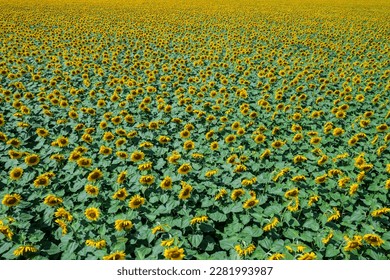 flight over sunflower field, aerial view blooming sunflowers, Ukraine