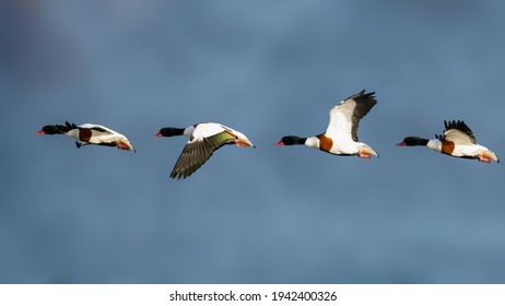 THe Flight Path Of A Shelduck Bird In The Sky