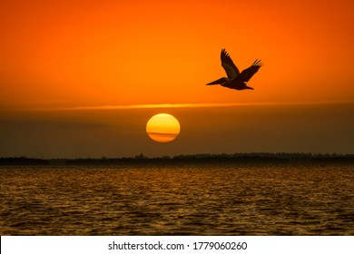 Flight of pelican on sun set background